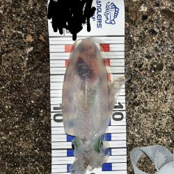 アオリイカ良型（お）