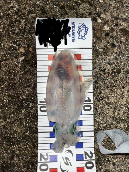 アオリイカ良型（お）