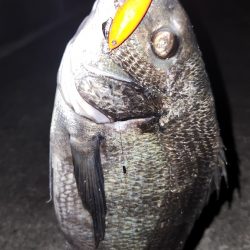 チニングに新たな武器?!