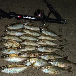 時間のかかる入れ食い