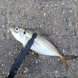 マズメのみ釣行