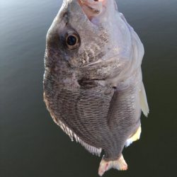 白銀のヤツ！！