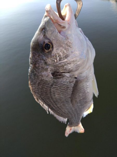 白銀のヤツ！！