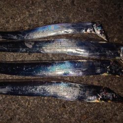 お盆明けタチウオ調査🎣