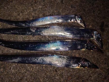 お盆明けタチウオ調査🎣