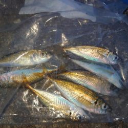 久しぶりのサビキ釣り🎣