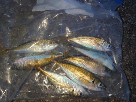 久しぶりのサビキ釣り🎣