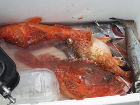 黒ムツ　鬼カサゴ　釣れました