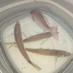 家族でサビキ釣り