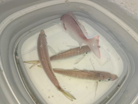 家族でサビキ釣り