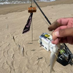 夏休みのキス釣り報告です