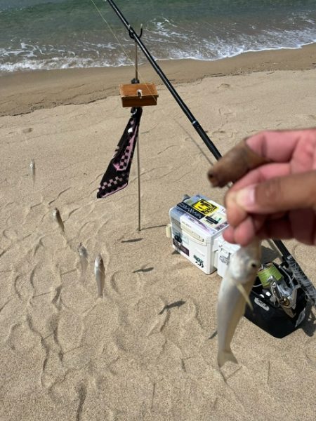 夏休みのキス釣り報告です