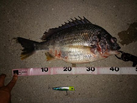 初投稿だけど病気？のキビレ