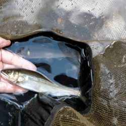 湖北の漁協のない川でのアユの友釣り