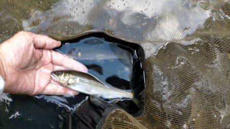 湖北の漁協のない川でのアユの友釣り