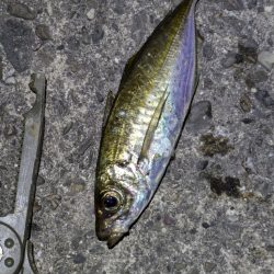 地合い短かっ！