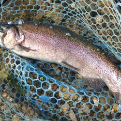 またイトウが釣れた！ ～フィシングパーク高…