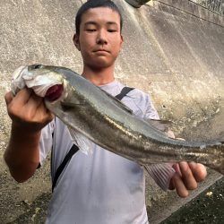 博多湾シーバス　御笹川