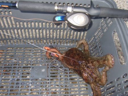 夕方からのタコ爆乗り