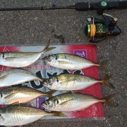 久し振りに良型ゲット