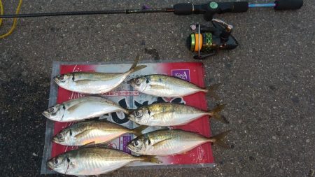 久し振りに良型ゲット