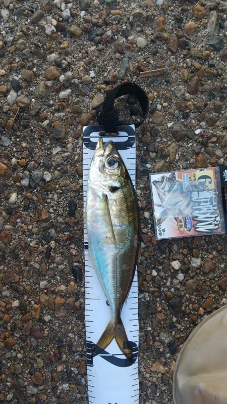 本日は入れ替え1尾のみ!(T_T)