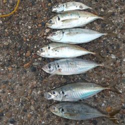 本日も舞洲に行って来ました。