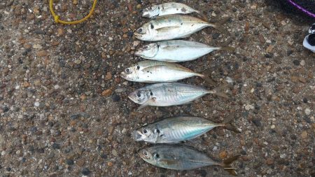 本日も舞洲に行って来ました。