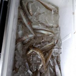 帰省でキス釣り