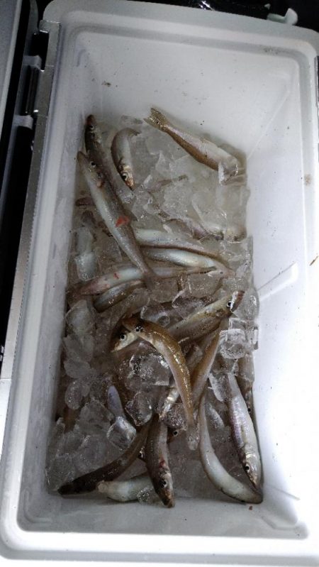 帰省でキス釣り