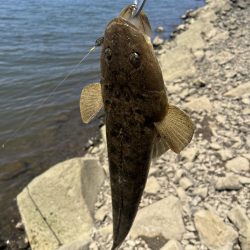 チニングでマゴチ