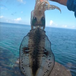 沖縄でエギング