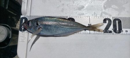 ベイトだらけの人工島