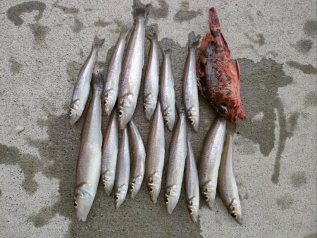 荒川屋からキス釣り