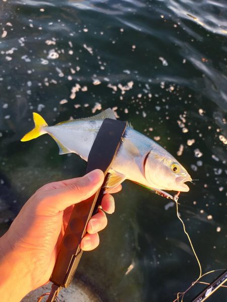 夕マヅメ、暑いので時短で。