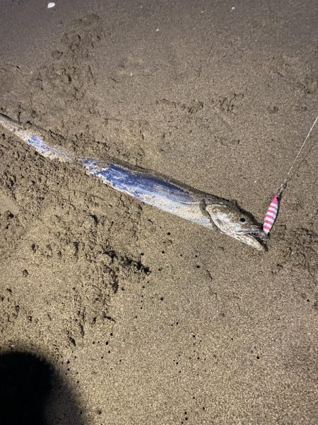 三重サーフでまさかのタチウオ！？