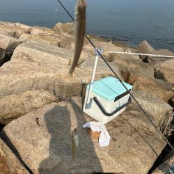 ★★キスまだまだ釣れてます★★