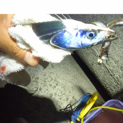 ★★大阪湾タチウオ開幕★★