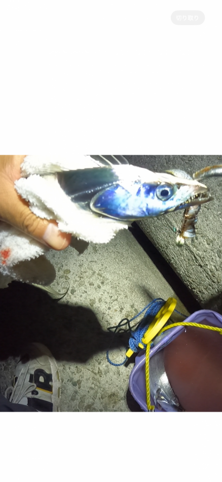 ★★大阪湾タチウオ開幕★★