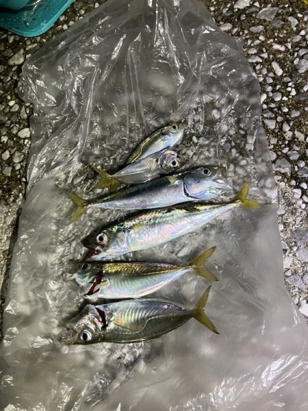 二色浜公園脇でアジとサバ