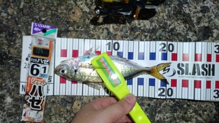 2024/08/12 南港ライトゲーム釣行…