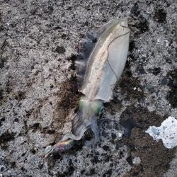 新子アオリ狩り@鹿児島