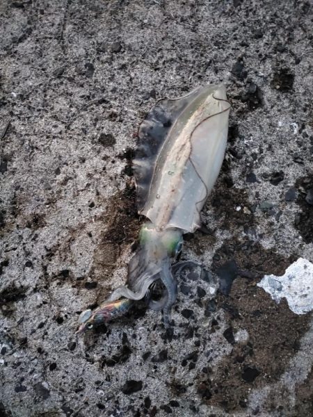 新子アオリ狩り@鹿児島