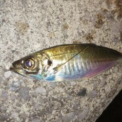 まだまだ釣れます