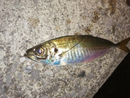 まだまだ釣れます