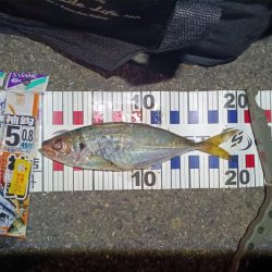 2024/08/15 ライトゲーム釣行