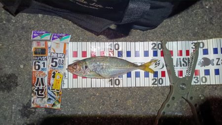 2024/08/15 ライトゲーム釣行