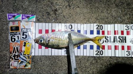 2024/08/16 大阪ライトゲーム釣行…