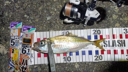 2024/08/18 大阪ライトゲーム釣行…
