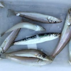 播磨新島釣行25